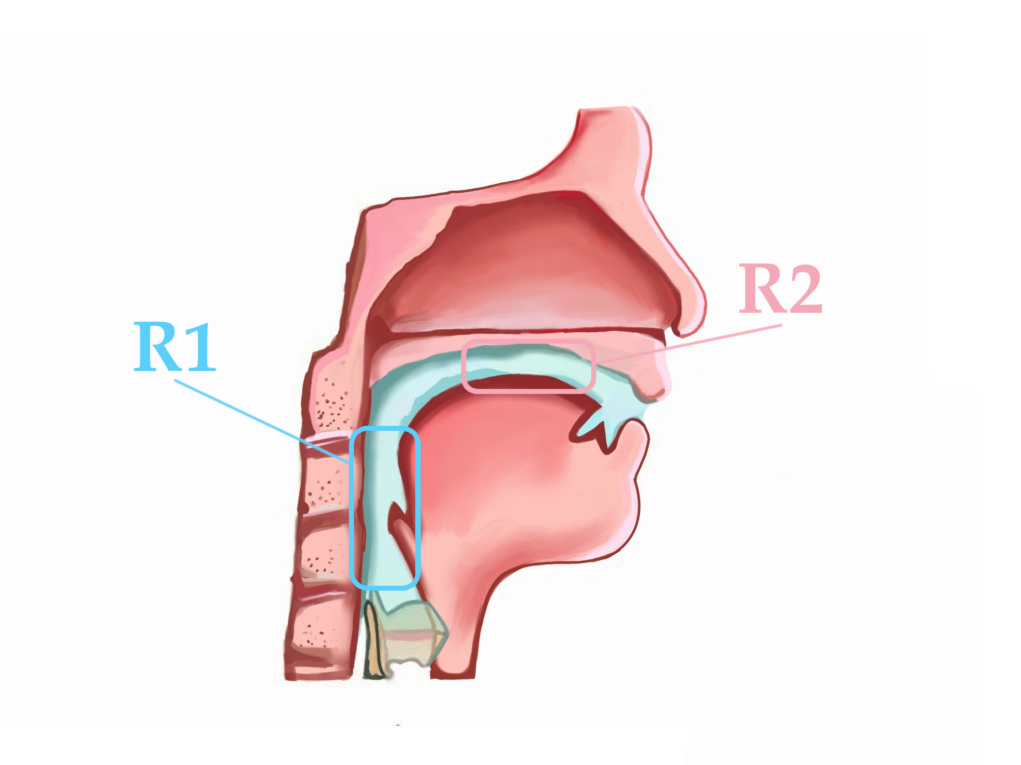Image showing cross section of the vocal tract with annotations for R1 and R2